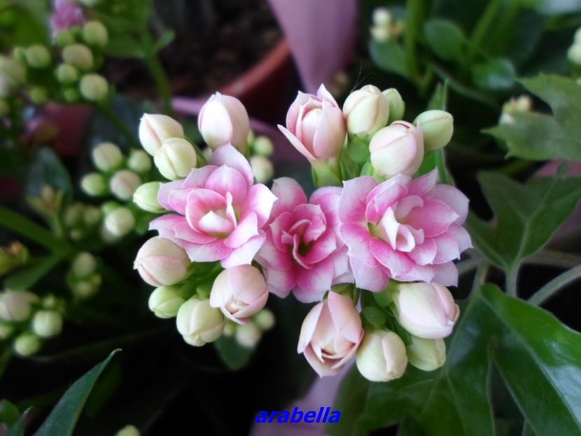  - Kalanchoe