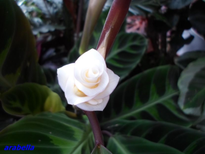 Calathea Warscewiczii - Calathea