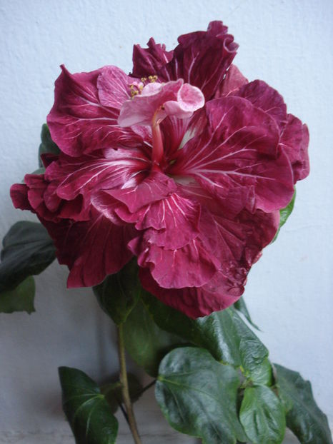  - Hibiscus Tahitian Dragon Lair