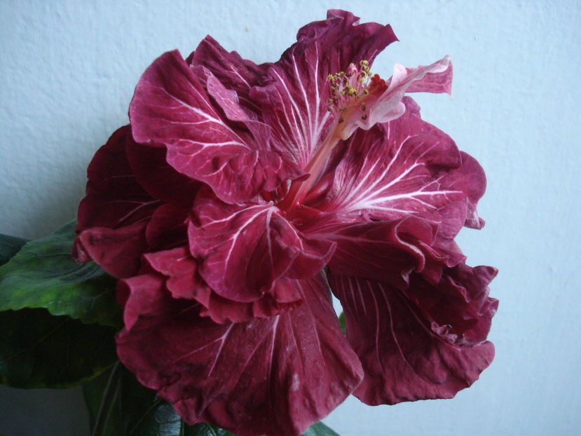  - Hibiscus Tahitian Dragon Lair