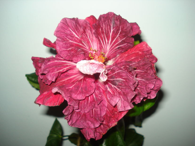  - Hibiscus Tahitian Dragon Lair