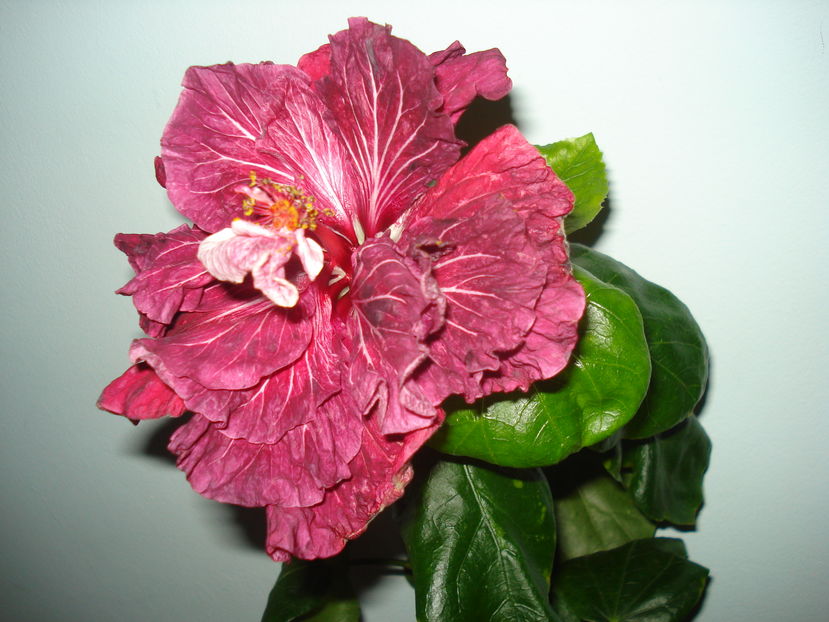  - Hibiscus Tahitian Dragon Lair