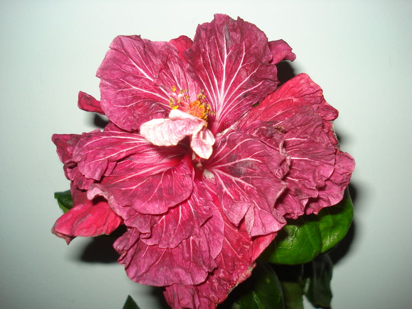  - Hibiscus Tahitian Dragon Lair