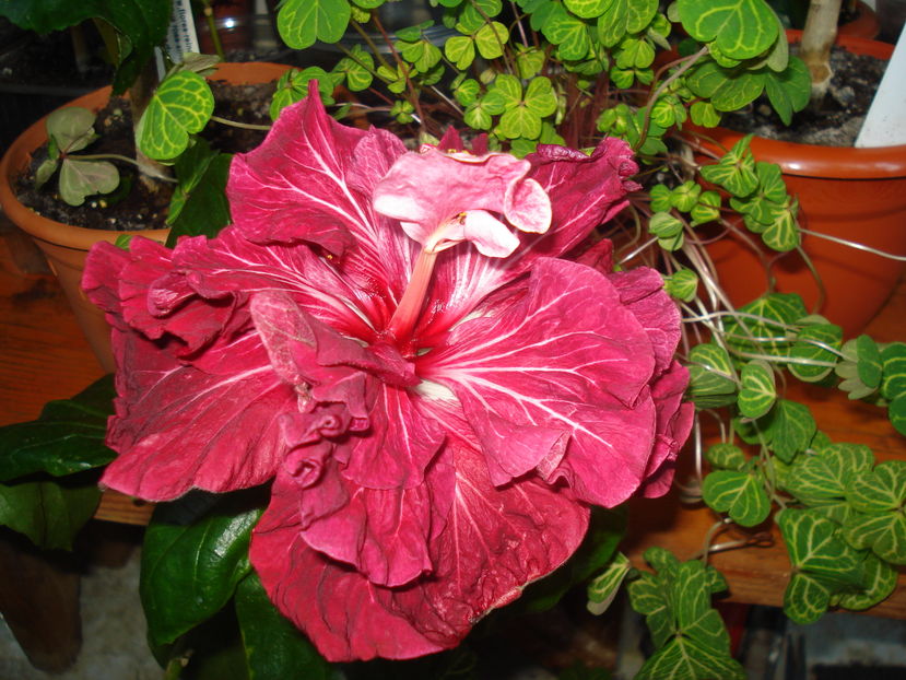  - Hibiscus Tahitian Dragon Lair