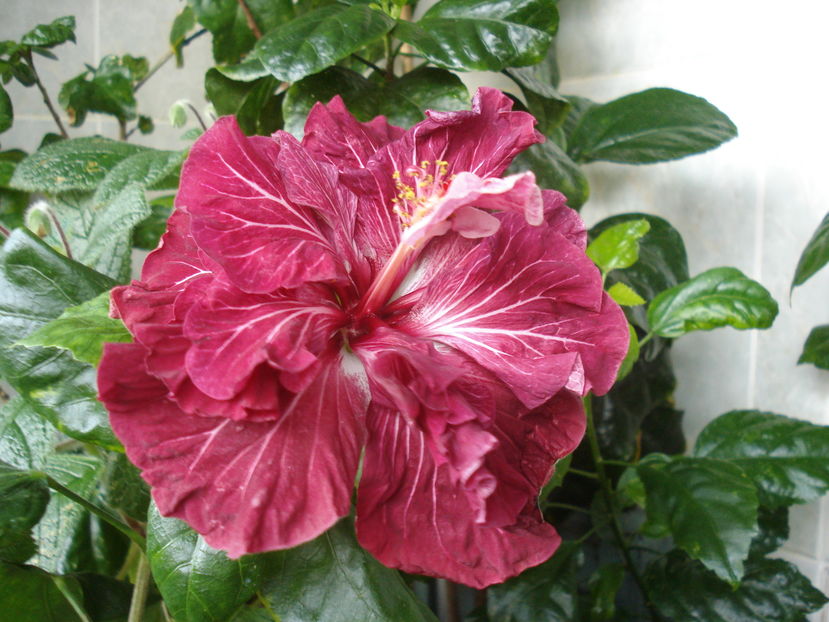  - Hibiscus Tahitian Dragon Lair