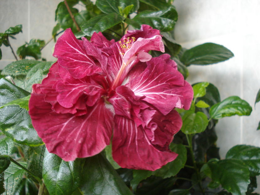  - Hibiscus Tahitian Dragon Lair