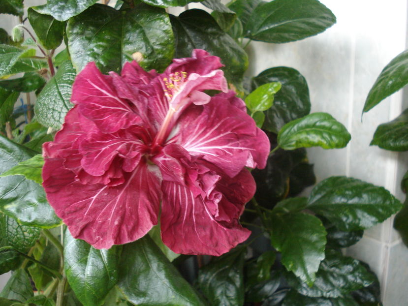  - Hibiscus Tahitian Dragon Lair