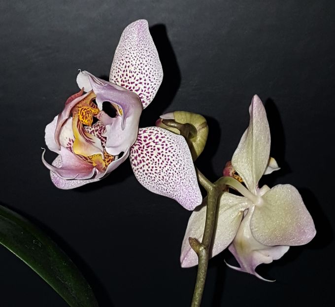  - Phalaenopsis 1