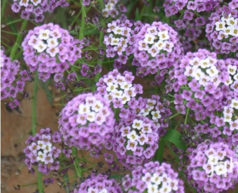 Lobularia maritima; Lobularia maritima mov 20 seminte - 3 RON
