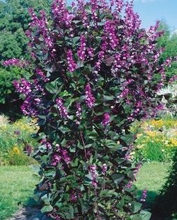 Lablab purpureus cataratoare 10 seminte - 3 RON; Planta cataratoare cu flori move. Creste pina la 3 m si mai mult daca este udata. Florile sunt foarte frumoase si nu necesita multe  ingrijiri.Leaga pastai care sunt comestibile si din care puteti  re

