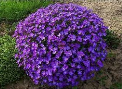 Aubrieta cultorum 0.25 gr /aproximativ 40  seminte - 3 RON; Aubrieta se planteaza pe linga borduri sau in aranjamentele florale formate din pietre. Da un decor superb gradinii.
