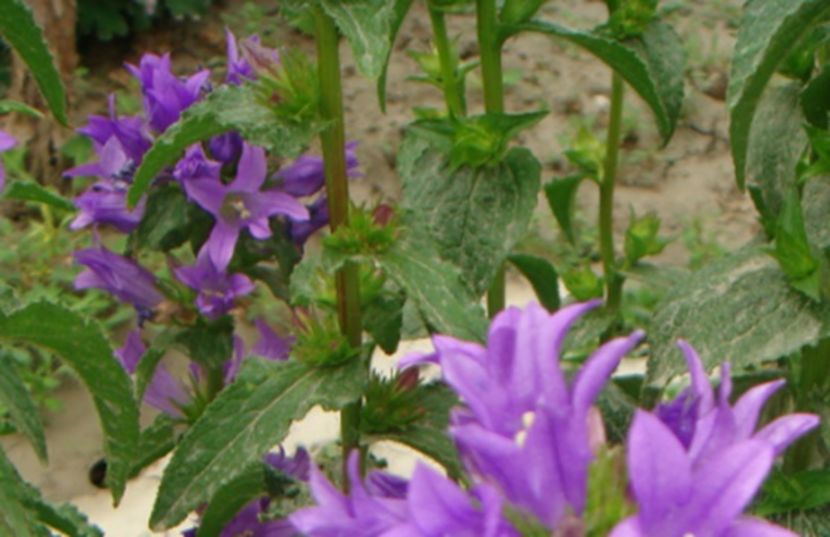 Capanulac (Clusters) move cu mai multe flori  20 seminte - 3 RON