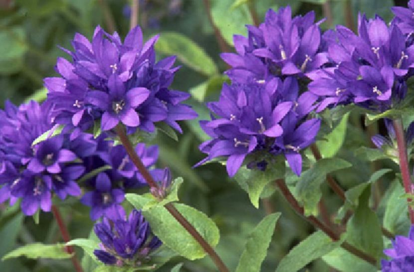 Capanulac (Clusters) albasta cu mai multe flori  20 seminte - 3 RON