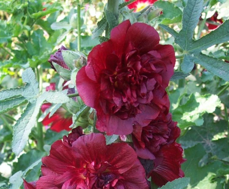 Althaea  Nalba grena batuta 20 seminte - 3 RON