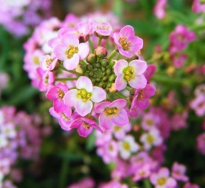 Lobularia maritima roz cu alb 20 seminte-3 RON