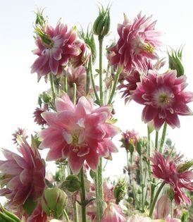 Aquilegia roze; Aquilegia roze 20 seminte - 3 RON
