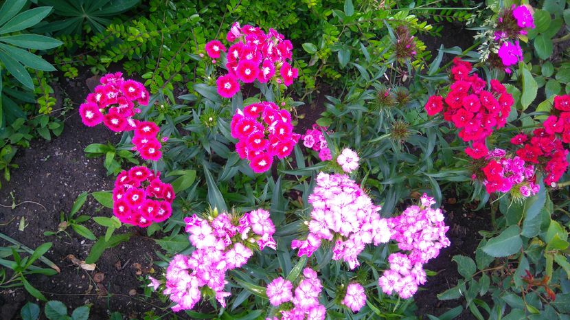 Dianthus barbatus