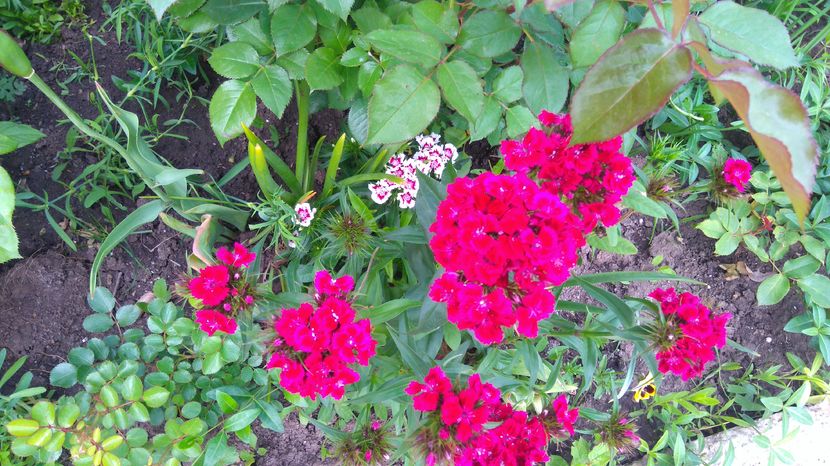 Dianthus barbatus - Perene