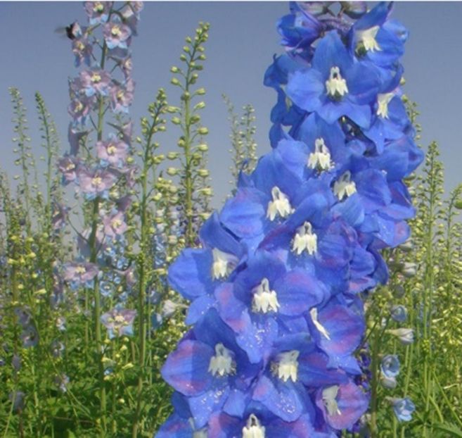 Delphinium albastru - ACASA-De vinzare-Flori-Arbusti-Seminte 2017