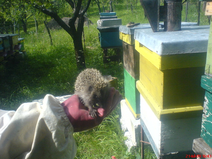 intrusii; un nou "ajutor" in stupina?
