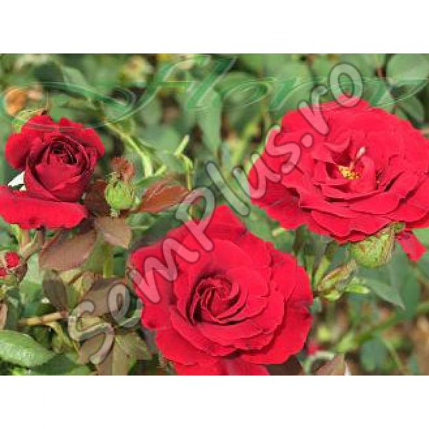 Butas de trandafir catarator dark red - 13,5 lei - Butasi de trandafiri bulgaresti