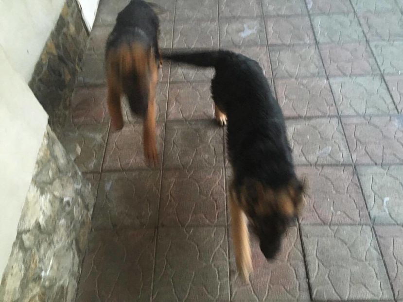 15966725_424301271235416_565437238_o