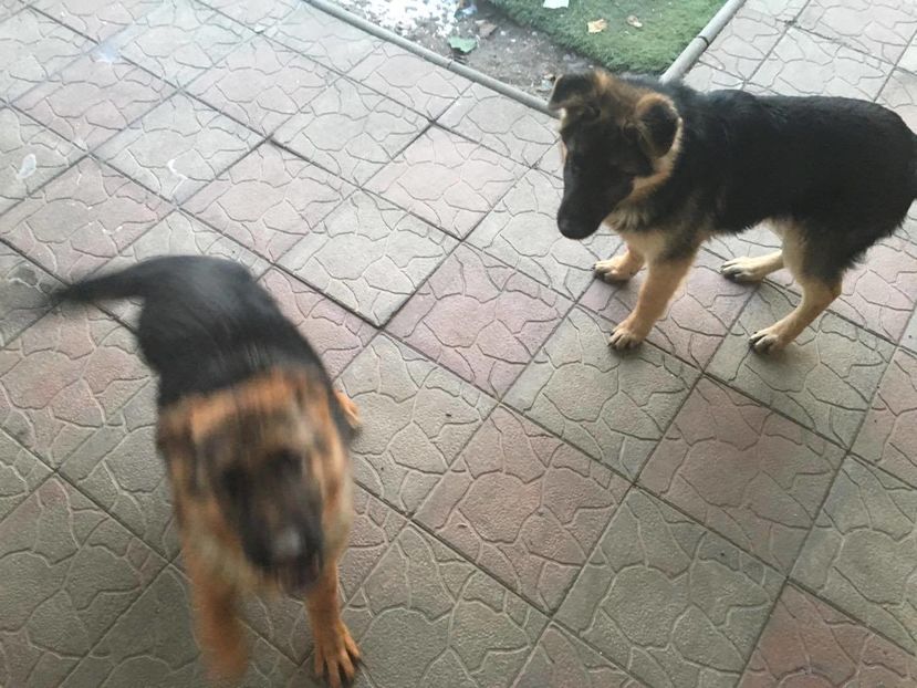 15967254_424301237902086_489542326_o