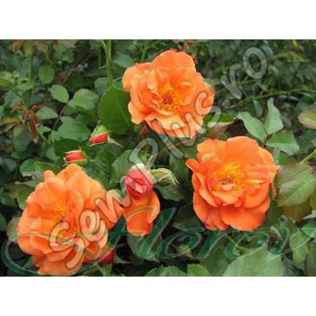 Butas de trandafir catarator orange - 13,5 lei; Un trandafir foarte ramificat, cu muguri flexibili foarte lungi. Are grupuri mari de flori.Mirosul este foarte puternic. Potrivit pentru pergole.
