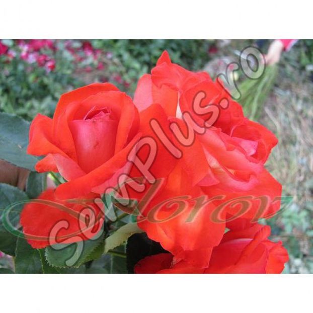 Butas de trandafir catarator orange 2 - 13,5 lei; Un trandafir catarator avand culoarea orange inchis. Florile sunt mari, potrivite pentru decor. Aroma este foarte placuta. Potrivit pentru arcade, ecrane si pergole.
