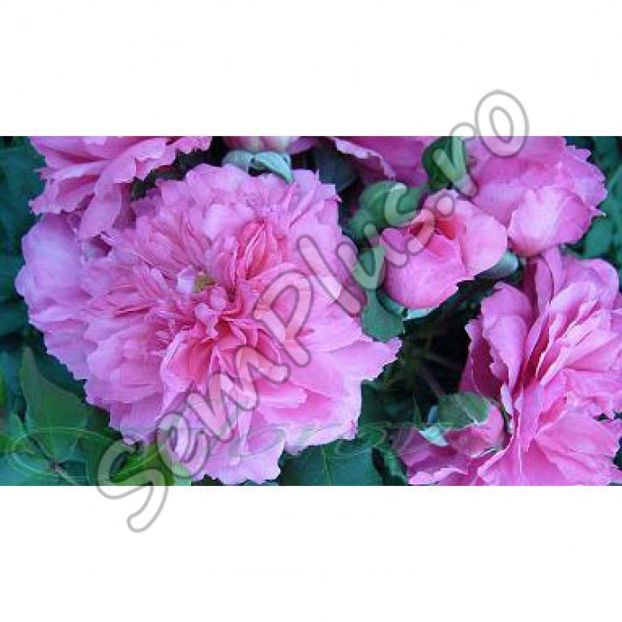 Butas de trandafir catarator pink curly - 13,5 lei; Un trandafir catarator cu o forma ondulata, neobisnuita. Culoarea este roz profund, cu o nuanta purpurie. Are un miros extraordinar, buchete care infloresc abundent.
