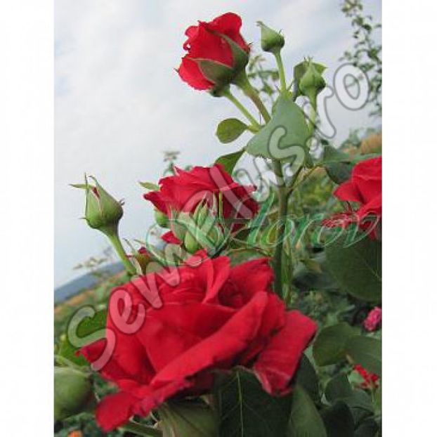 Butas de trandafir catarator red wine - 13,5 lei; Soi de trandafir catarator avand crengi foarte mari, ramificate. Tulpinile ajung la o inaltime de 2-3 m.
