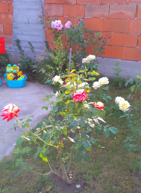 Printesa Farah, Akito, Queen Elizabeth