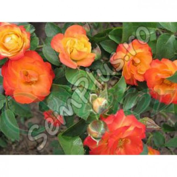 Butas de trandafir catarator red yellow - 13,5 lei; Acest trandafir catarator infloreste abundent avand flori mari in mai si iunie. Culoarea este galben-portocaliu profund la rosu aprins la periferie. Lastarii sunt foarte luxurianta, elastic.
