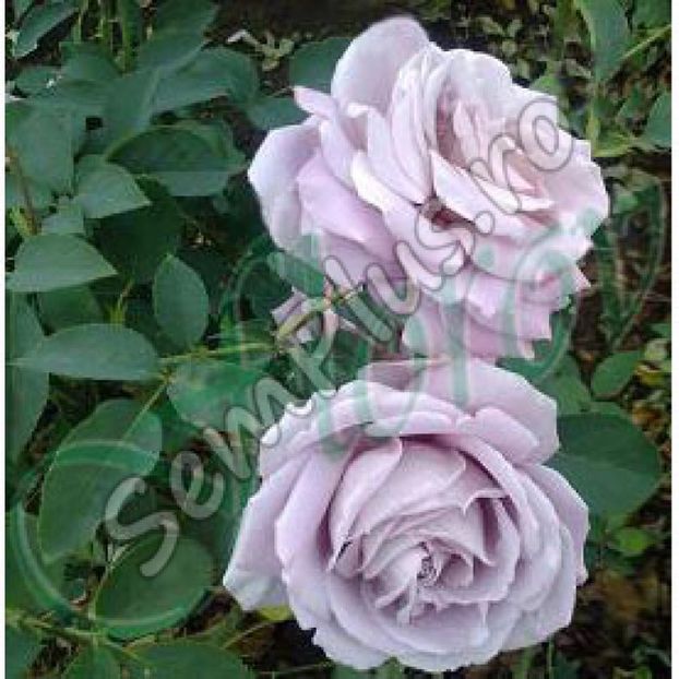 Butas de trandafir catarator violet - 13,5 lei - Butasi de trandafiri bulgaresti