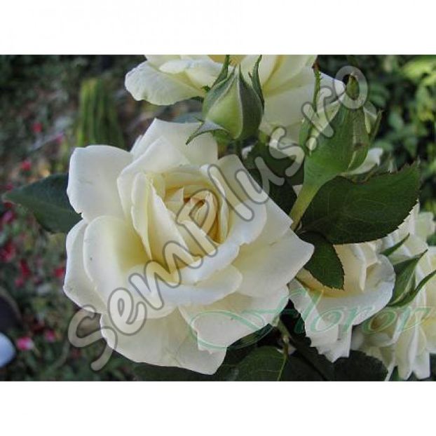 Butas de trandafir catarator white - 13,5 lei; Trandafir catarator cu flori mari si foarte luxuriante. Florile sunt albe, pufoase, precum zapada.
