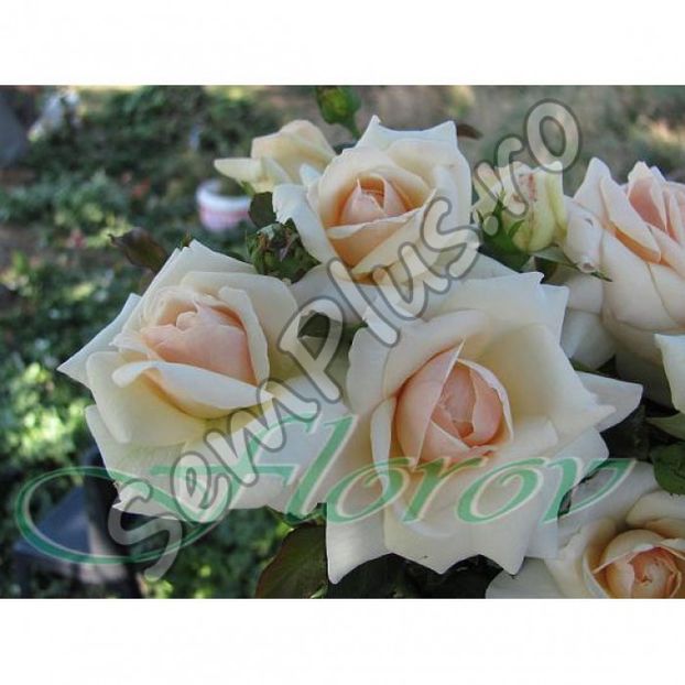 Butas de trandafir catarator white 2; Trandafir catarator care are petalele asemanatoare cu o crema, avand culoarea alba la margine.
