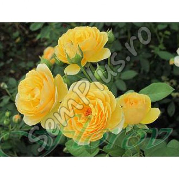 Butas de trandafir catarator yellow - 13,5 lei - Butasi de trandafiri bulgaresti
