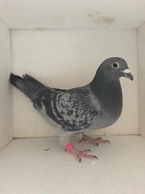 15934747_717759818399799_1537409355_n