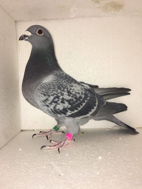 F 2011 NORMA MARATON