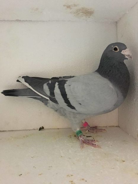 M 2011 PALMARES FOND