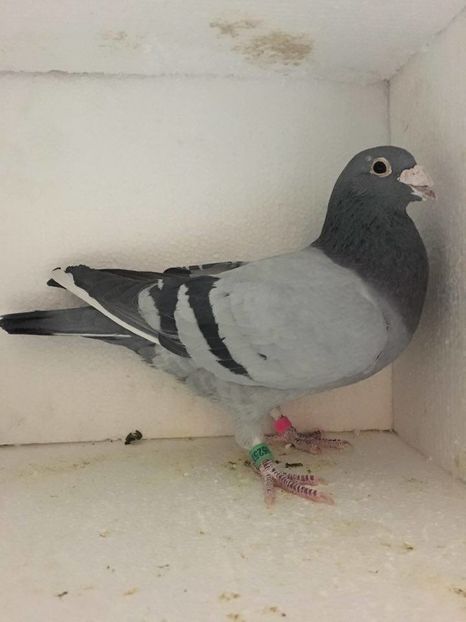 15935915_717758181733296_991758578_n