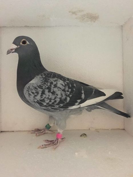 F 2011 PALMARES FONDA