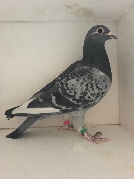 15941557_717759678399813_859804433_n