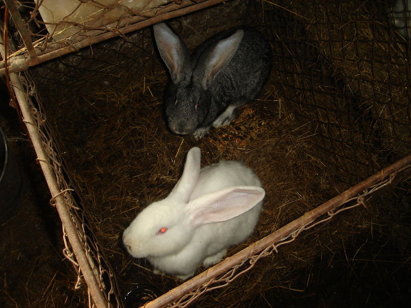  - Iepuri urias German Matca 2017