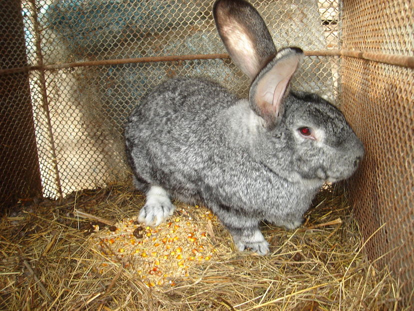  - Iepuri urias German Matca 2017