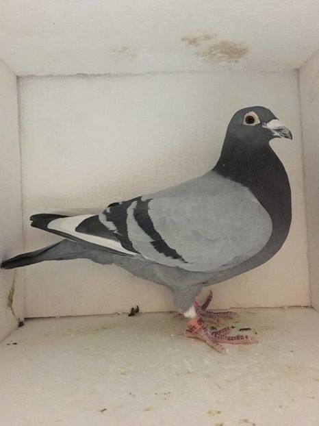 M 2013 CLS.VIT.,DEM.,FOND,ZBURAT 2016 MARATON