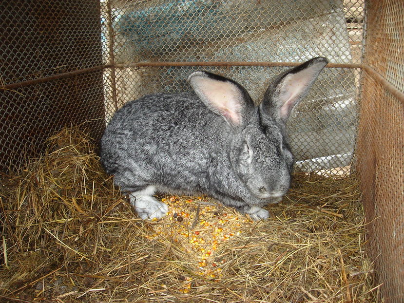  - Iepuri urias German Matca 2017