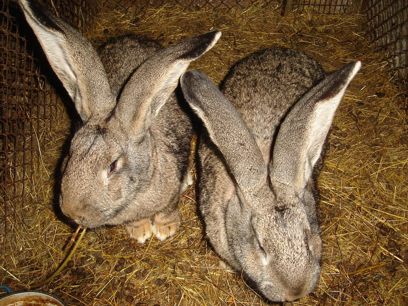  - Iepuri urias German Matca 2017