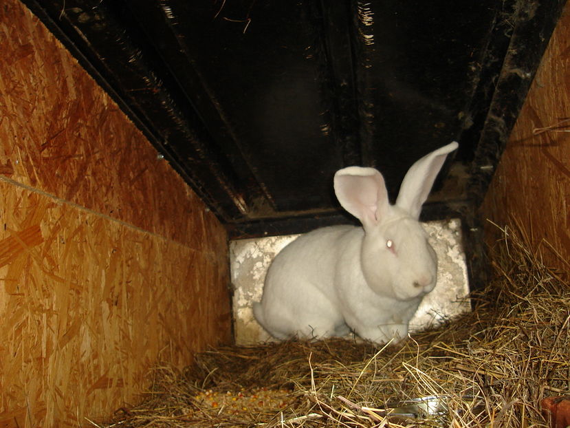  - Iepuri urias German Matca 2017