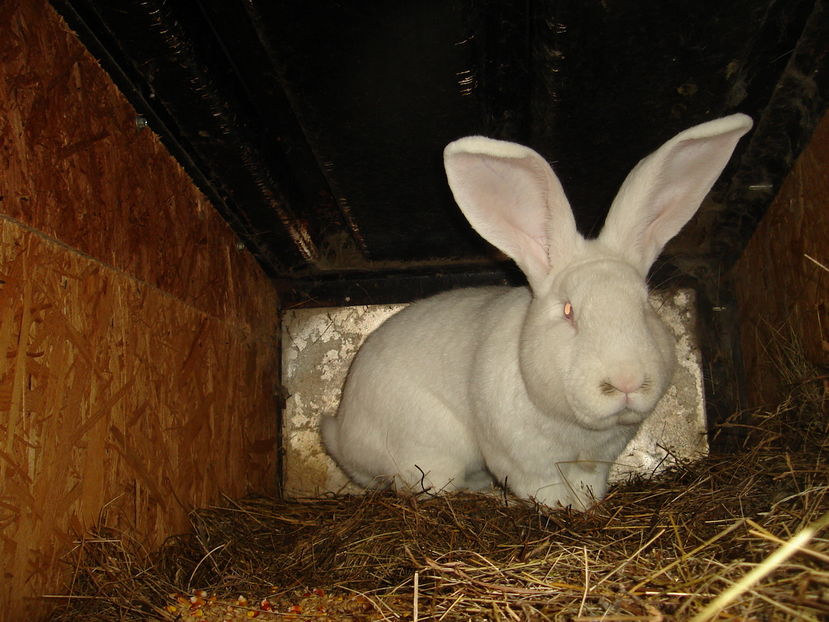  - Iepuri urias German Matca 2017